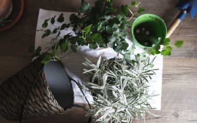 Get Gardening Questions Answered… For Free!