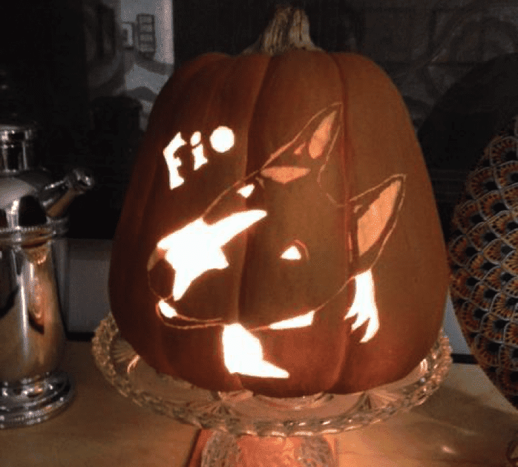 How To Keep Pets Safe On Halloween