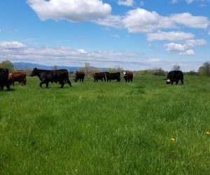 Shop & Eat Local With Walden Local Meat Co.