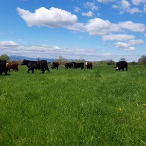 Shop & Eat Local With Walden Local Meat Co.
