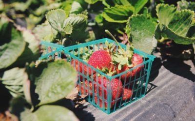 Where to Pick Your Own Strawberries in CT!