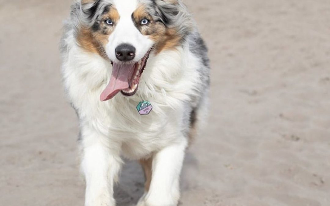 Feed Your Dog Fresh Foods for a Healthy, Happy Life!