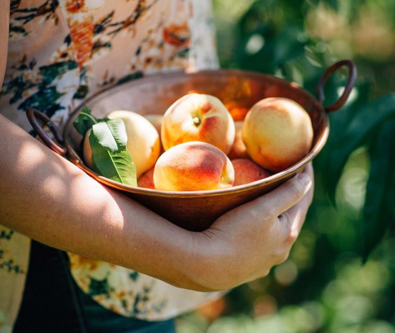 Where To Go Peach Picking!