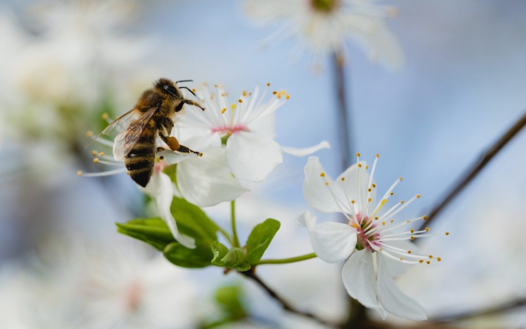 Pollinator Garden in Heritage Park