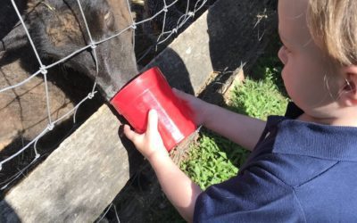 Where To Spend A Day Visiting Farm Animals!