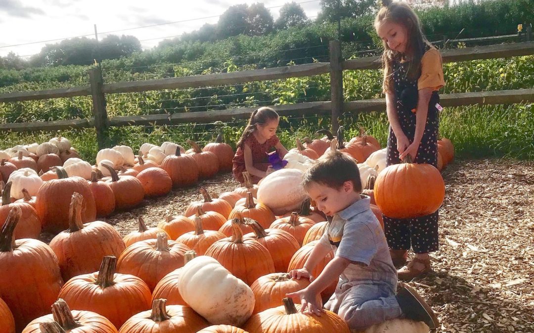 Road Trip Worthy Fall Activities!