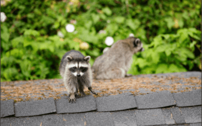 How To Protect Your Roof From Damage Due To Animals