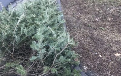 How To Dispose Of Your Christmas Tree