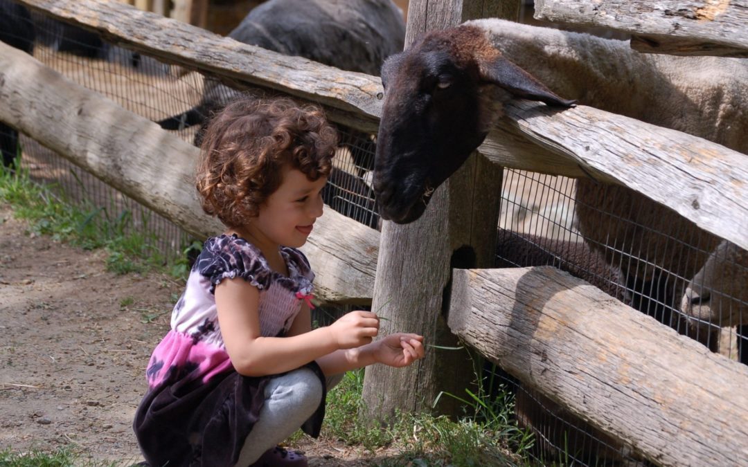 Stamford Museum & Nature Center Summer Camp Options!