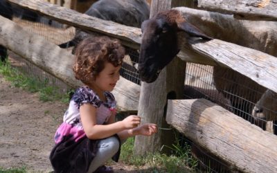 Stamford Museum & Nature Center Summer Camp Options!