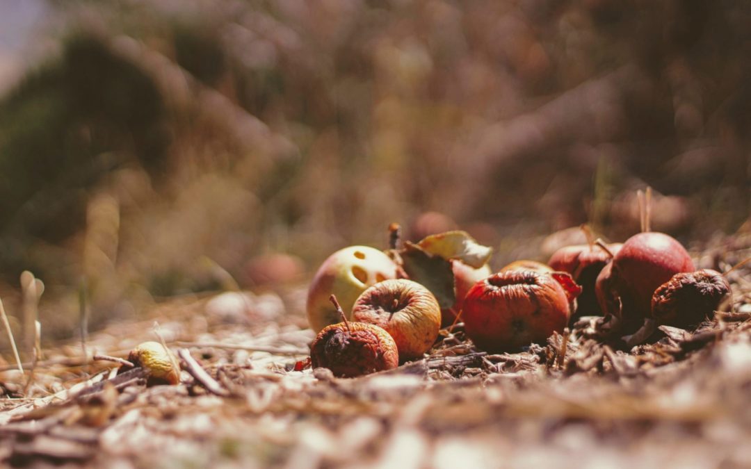 How To Support The Stamford Food Scrap Recycling Pilot Program