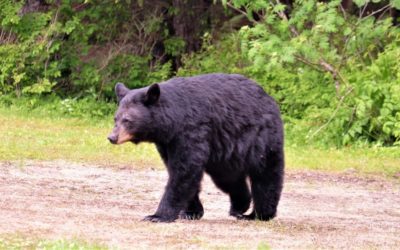 Stamford Animal Control & Care Center On Recent Bear Sightings