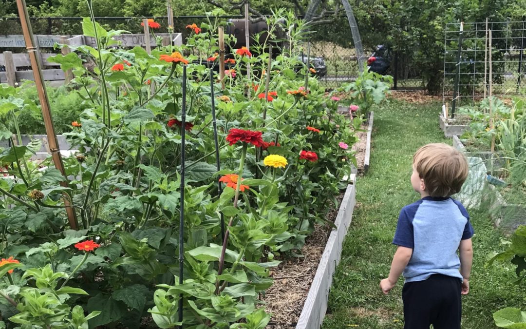 Find Your Green Thumb While Social Distancing!