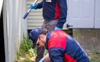Fox Pest Control: How to Deal with Fall Pests
