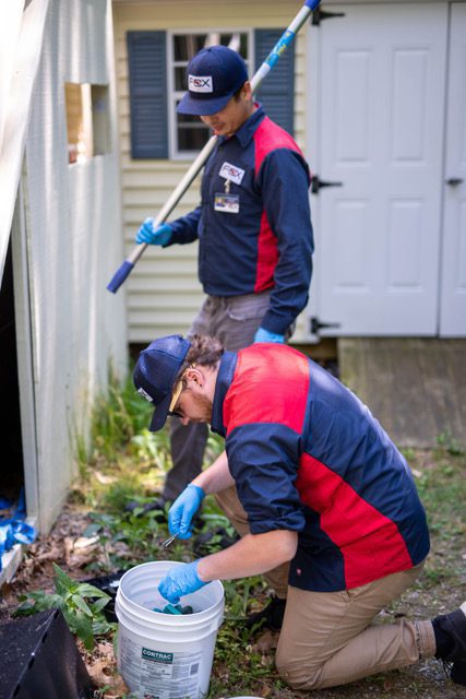 Fox Pest Control: How to Deal with Fall Pests