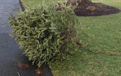The City of Stamford Begins Christmas Tree Pick Up on Monday!