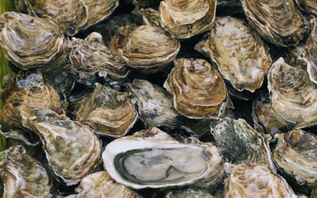 Celebrate Oyster Week!
