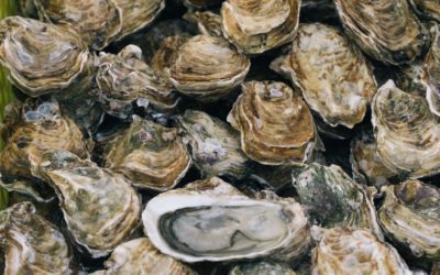 Celebrate Oyster Week!
