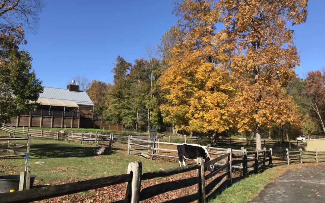 Where To Check Out The Fall Foliage