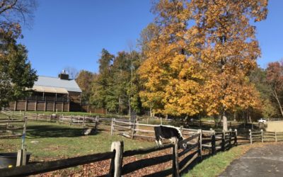 Where To Check Out The Fall Foliage