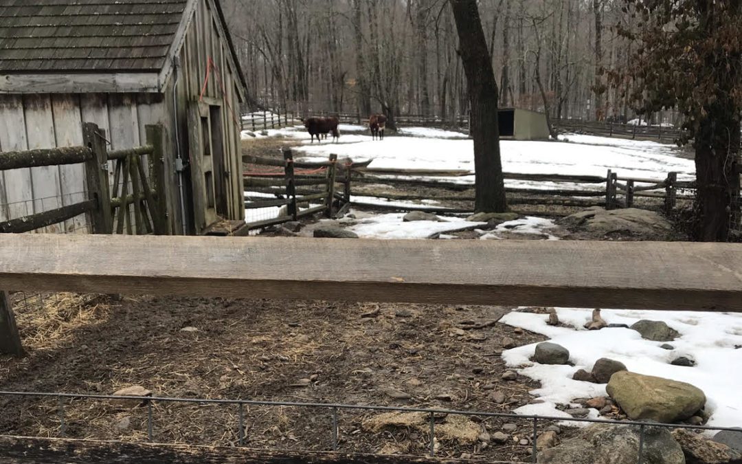 5 Fun Outdoor Winter Activities in Stamford!