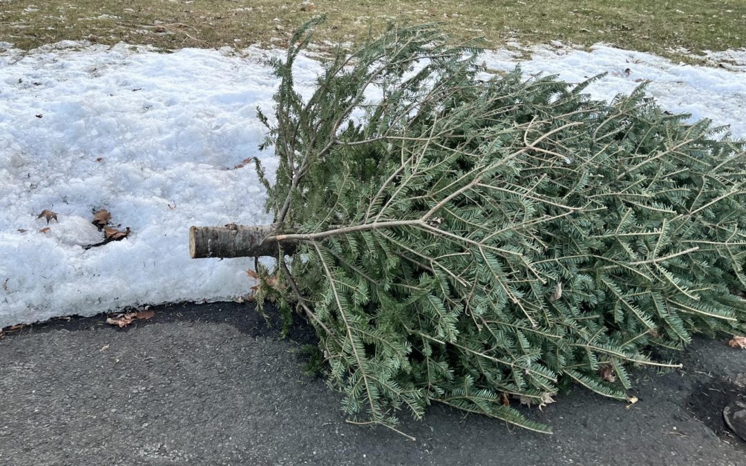 2022 Christmas Tree Pick Up In Stamford