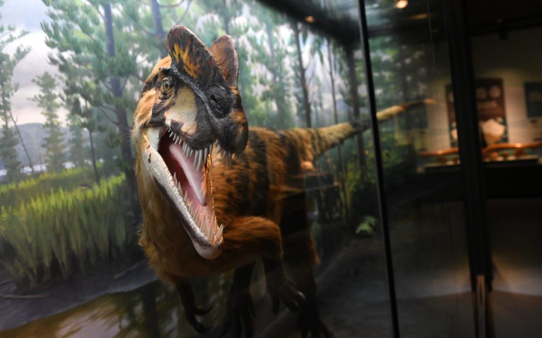 FREE Summer Weekends for Kids at the Bruce Museum