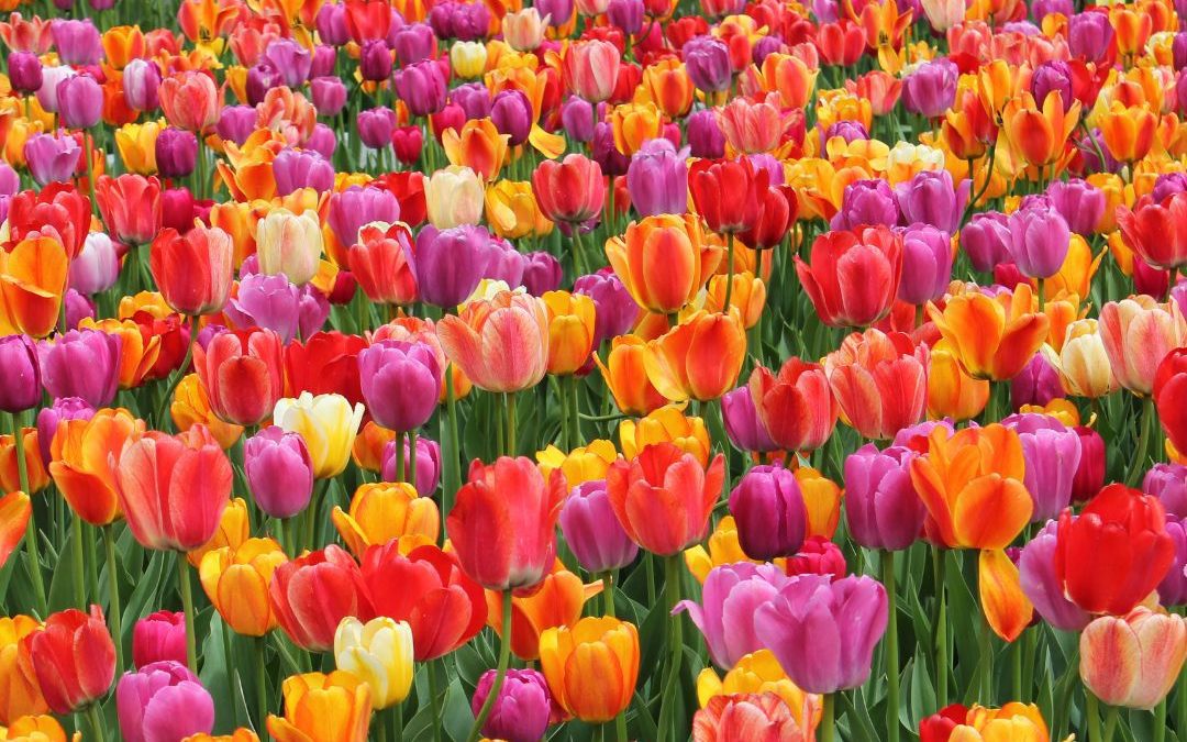 5 Spots for Flower Peeping in Connecticut!