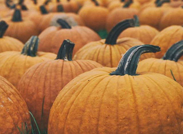 Pumpkin Picking- Suffolk County