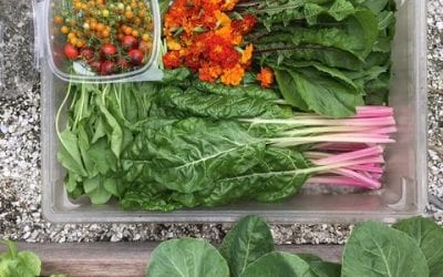 Farm to Table at Home