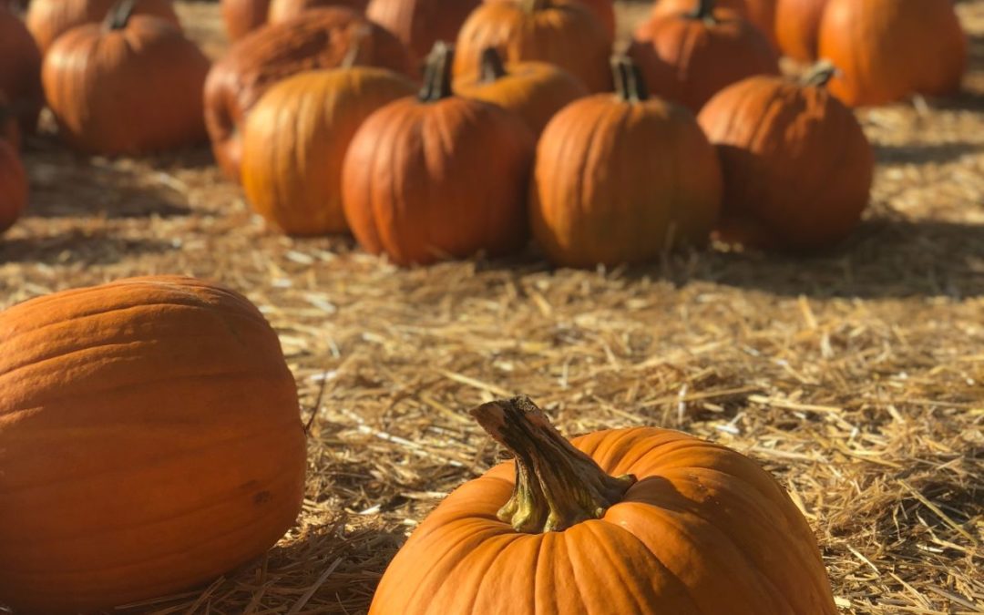 2021 Pumpkin Patches Around Miami!
