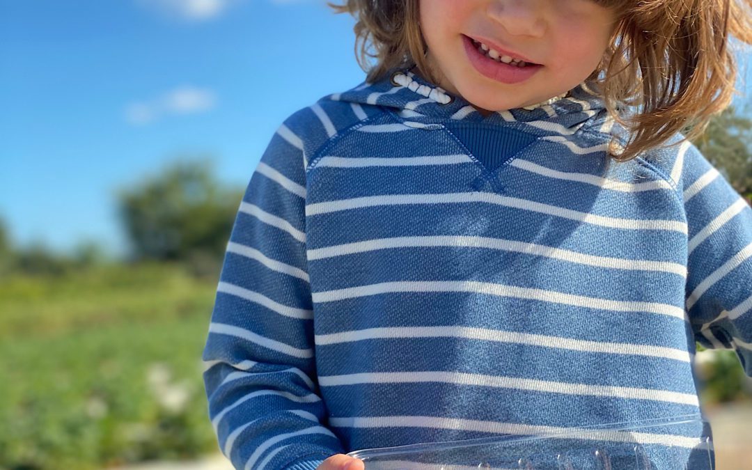Strawberry U-Pick Farms in Miami