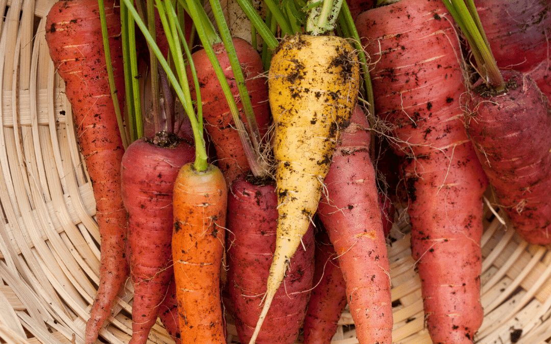 Kids Gardening Activity – Growing Carrot Tops