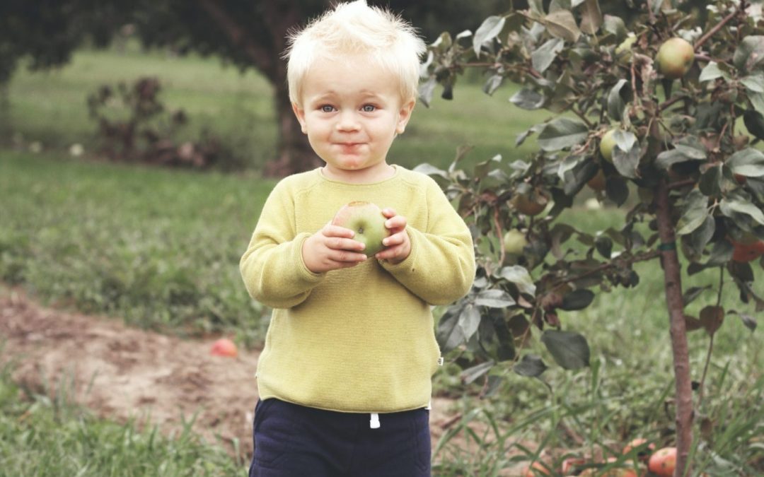 Favorite Local Spots for Apple Picking