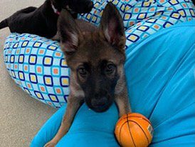 Puppy Pandemic: Families Who Recently Added Furry Friends