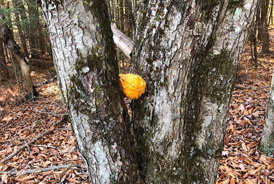 The Pumpkin Path at Dyken Pond Environmental Education Center
